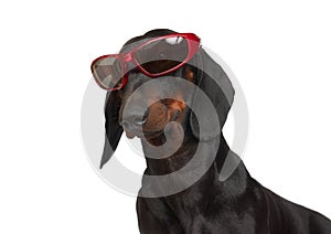 Young smooth black and tan dachshund in red rimmed sunglasses