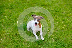 Young smooth-coated Jack Russell Terrier dog