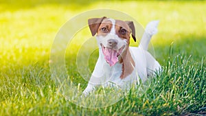 Young smooth-coated Jack Russell Terrier dog