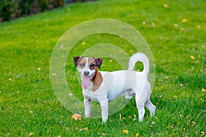 Young smooth-coated Jack Russell Terrier dog