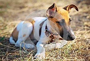 Young smooth fox terrier