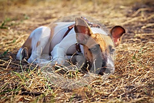Young smooth fox terrier