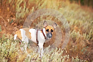 Young smooth fox terrier
