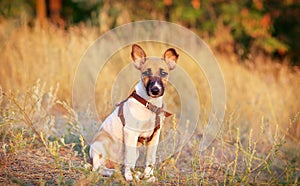 Young smooth fox terrier