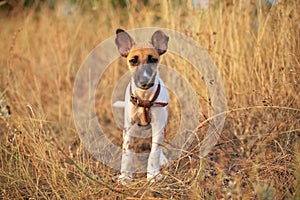 Young smooth fox terrier