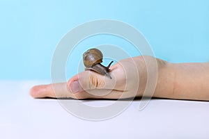 Young snail on kids hand, care for pets concept