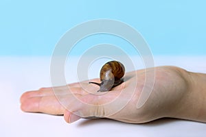 Young snail on kids hand, care for pets concept