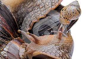 Young snail land snail macro