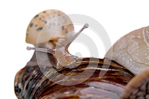 Young snail land snail on white background macro