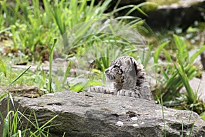 Young Snow Leopard