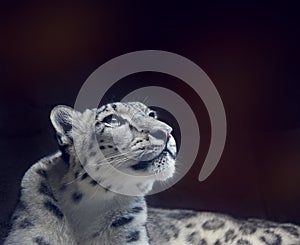 Young Snow leopard portrait  on dark background