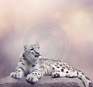 Young Snow leopard portrait