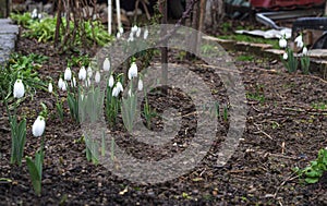 Young snowdrops in the garden that bloomed early