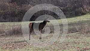 A young solitary female deer in the meadow