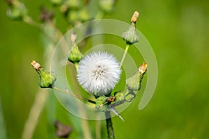 Young Sonchus oleraceus ,common sowthistle,sow thistle,smooth sow thistle, annual sow thistle, hare`s colwort, hare`s thistle, mil photo