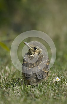 Young Song Thrush