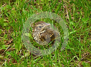 Young song thrush chick
