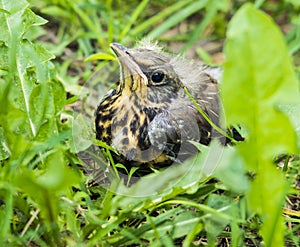 Young song thrush chick sitting in grass