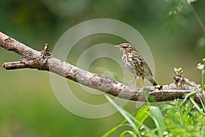 Young song thrush sitting on a branch