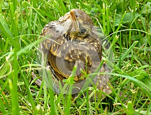 Young song thrush sitting in the grass