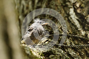 Young Song thrush on tree