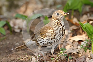 Young song thrush