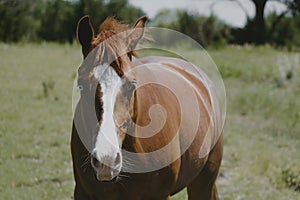 Young sorrel horse with blue eye in Texas field closeup