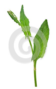 Young sorrel (Rumex)