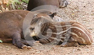 Young South American tapir