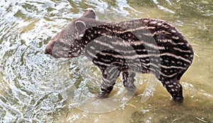 young south american tapir