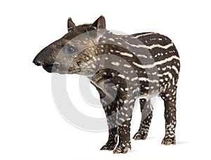 Young South american tapir, isolated, 41 days old