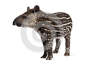 Young South american tapir, isolated, 41 days old
