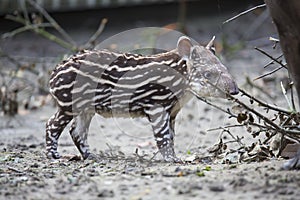 Young South American tapir, Tapirus terrestris