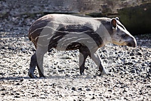 Young South American tapir, Tapirus terrestris