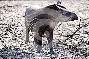 Young South American tapir, Tapirus terrestris