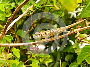 Young Southern Dwarf Chameleon
