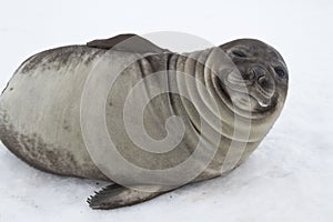 Young southern elephant seal that looks squinting