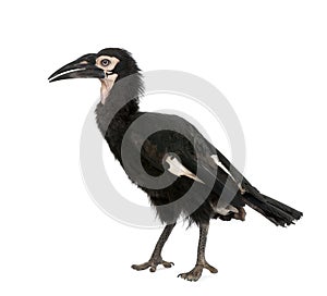 Young Southern Ground-hornbill