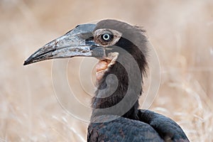 Young Southern Ground Hornbill