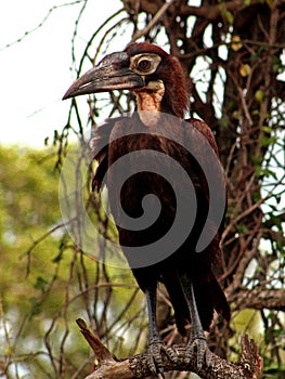 Young southern ground hornbill