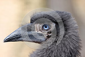 Young Southern ground hornbill