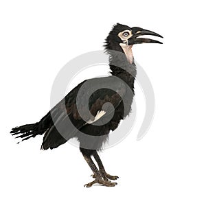 Young Southern Ground-hornbill - Bucorvus leadbeat