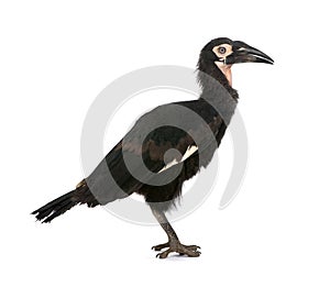 Young Southern Ground-hornbill - Bucorvus leadbeat