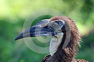 A young Southern Ground Hornbill staring