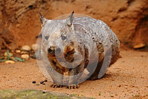 Young Southern Hairy-nosed Wombat photo