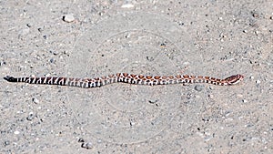 Young Southern Pacific Rattlesnake Crotalus oreganus helleri warming in the sun on a dirt road in Santa Cruz mountains,