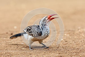 Young southern red-billed hornbill Tockus rufirostris sitting on the ground with open beak.A bird with a red open beak on the