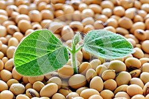 Young soy plant, germinating from soy seeds