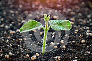 Young soy plant sprouting from a soil