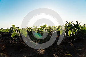 Young soya bean sprout close up. Seeding soy in field of organic farm on sunny background. Agricultural soy plantation.